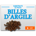 Bille d'argile et Sphaignes